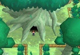 Which of these Pokémin can't be found in White Forest?