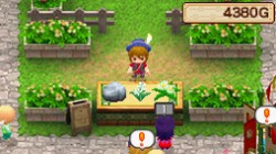 Screenshot for Harvest Moon DS: Grand Bazaar - click to enlarge